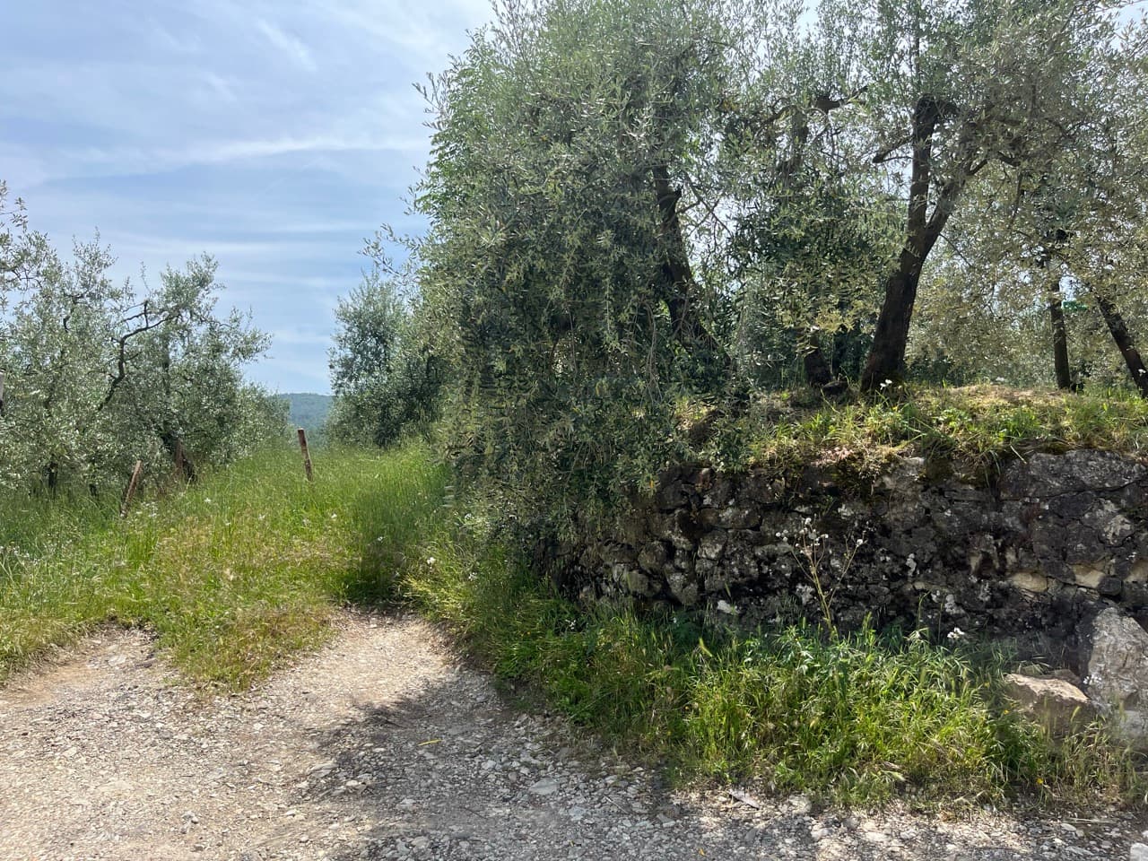 Tag 7: Lucca → Firenze