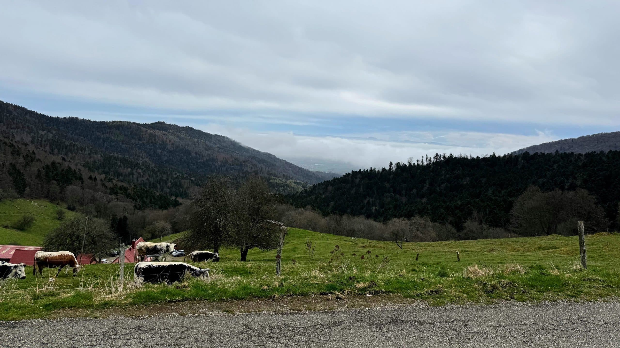 Cycling from Germany to the Vosges